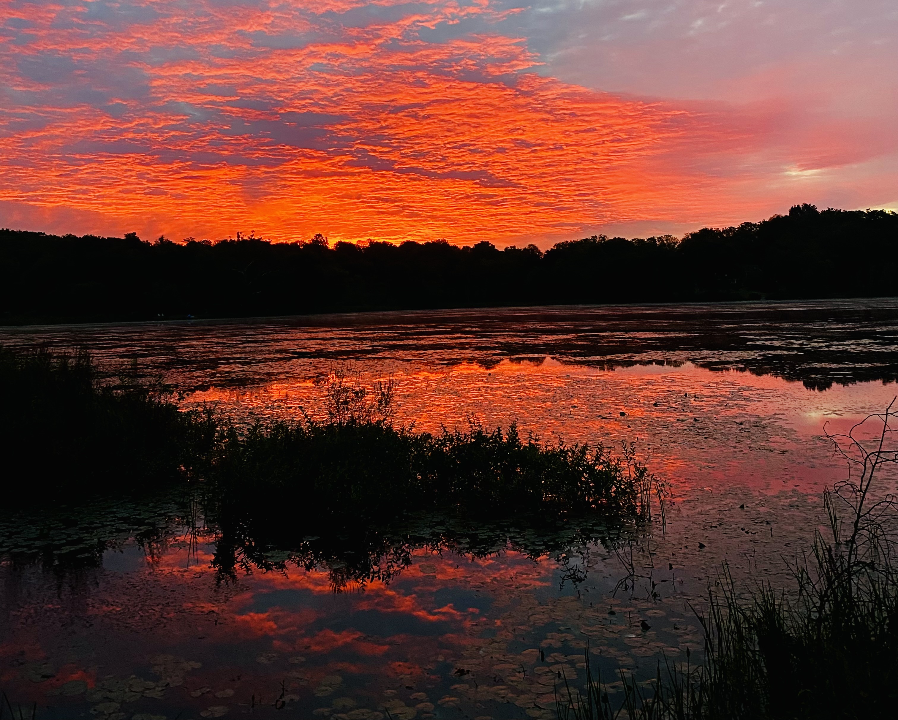 Forest Renewal Retreat